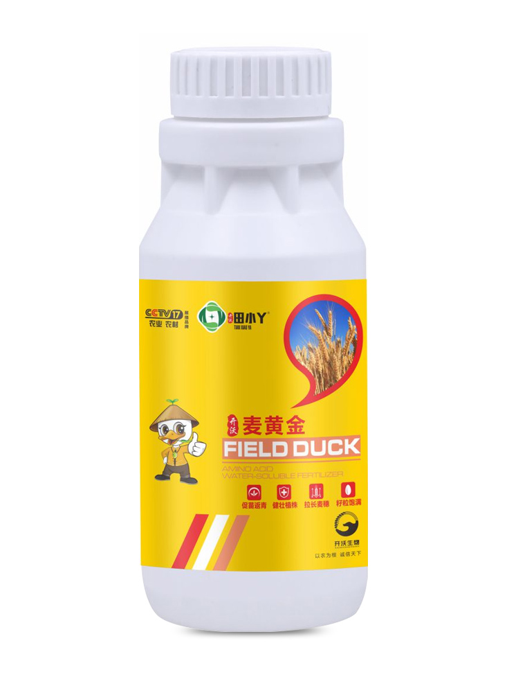 麥黃金